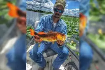 Super Rare Orange Largemouth Bass Caught In Florida Featured