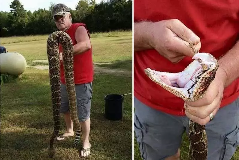 Giant Diamondback Rattlesnake Caught In Arkansas Picture 1