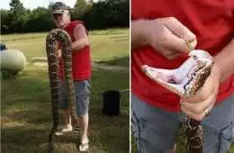 Giant Diamondback Rattlesnake Caught In Arkansas Video Featured