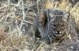 Bobcat Attacks Turkey Hunter Caught On Camera Video Featured