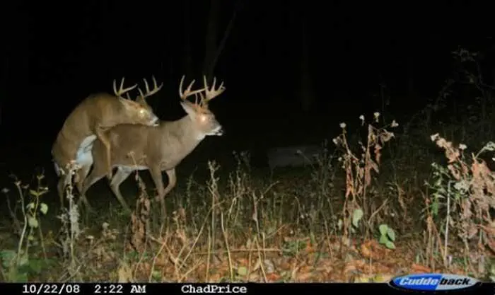 Crazy Trail Cam Pictures (11)