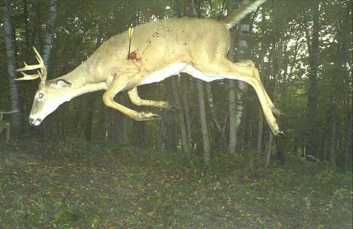 Crazy Trail Cam Pictures (12)