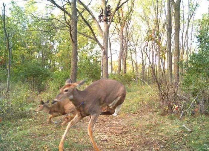 Crazy Trail Cam Pictures (14)