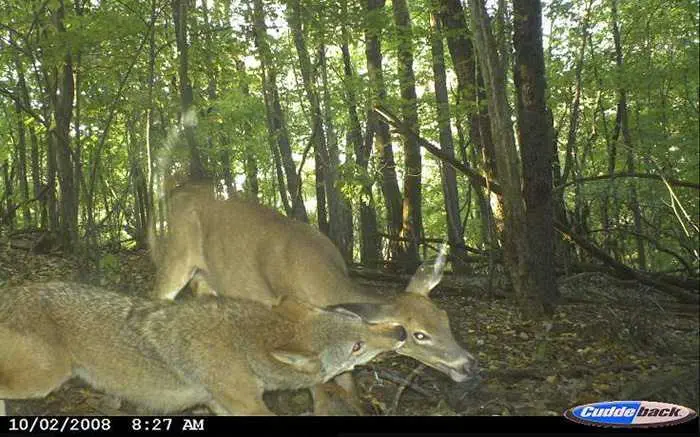 Crazy Trail Cam Pictures (15)