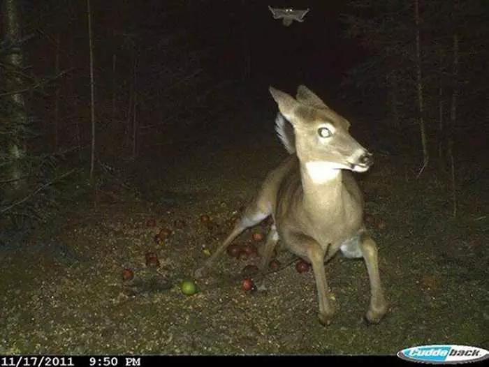Crazy Trail Cam Pictures (4)