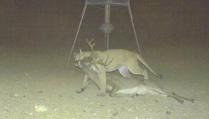 Crazy Trail Cam Pictures (5)