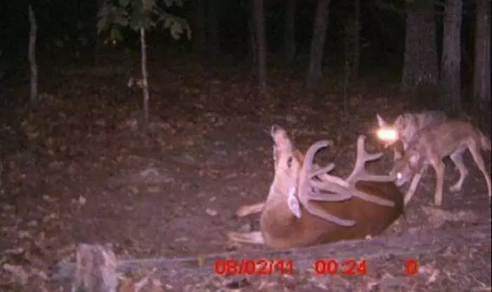 Crazy Trail Cam Pictures (6)