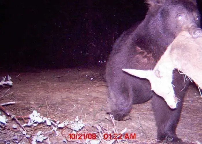 Crazy Trail Cam Pictures (7)