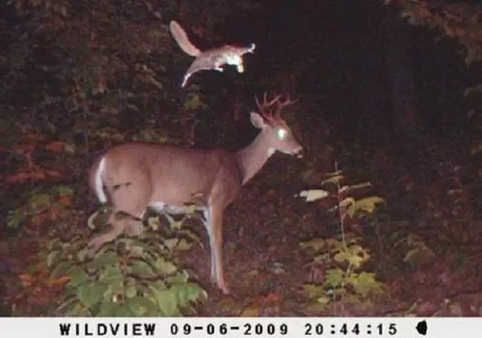 Crazy Trail Cam Pictures (8)