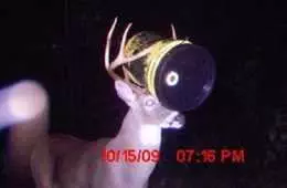 Crazy Trail Cam Pictures (9)