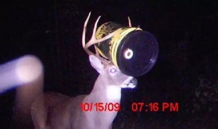 Crazy Trail Cam Pictures (9)