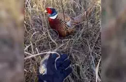 A Wild Pheasant Following Around A Bowhunter Vdieo Featured