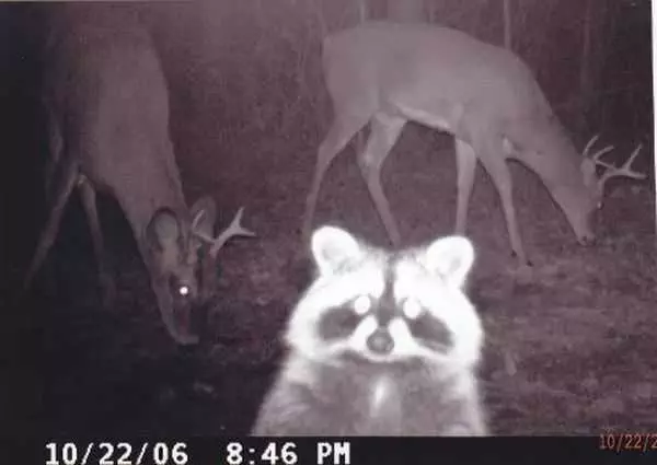 Funny And Crazy Trail Cam Pictures 002