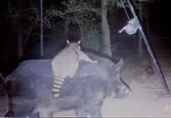 Funny And Crazy Trail Cam Pictures 008