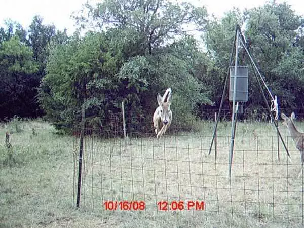 Funny And Crazy Trail Cam Pictures 018