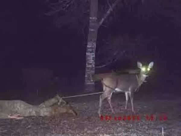 Funny And Crazy Trail Cam Pictures 020