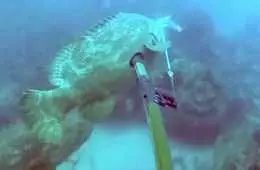 Spear Fisherman Goes Crazy When A Goliath Grouper Keeps Stealing His Catch Featured