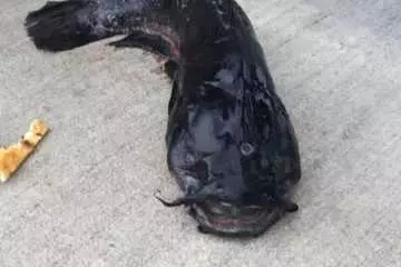 Three Eyed Catfish Caught In Gowanus Canal Videos New York Featured