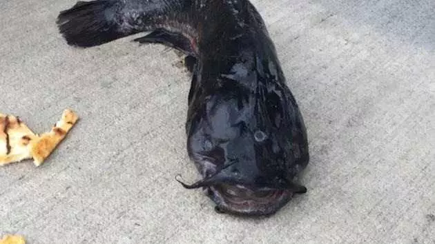 Three Eyed Catfish Caught In Gowanus Canal Videos New York Picture 1