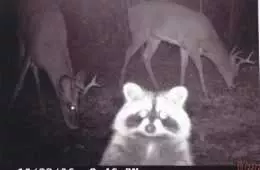 Funny And Crazy Trail Cam Pictures Featured
