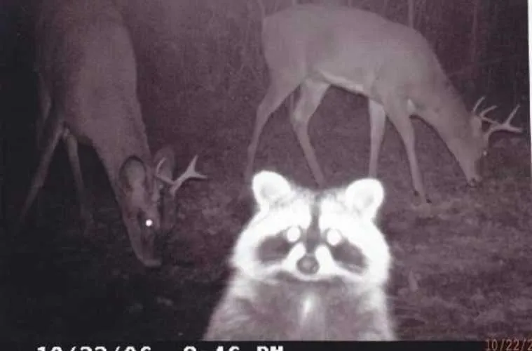 Funny And Crazy Trail Cam Pictures Featured