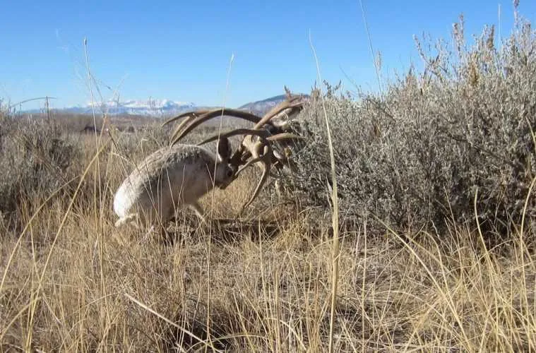 Rare Jakalope Rut Pictures Featured