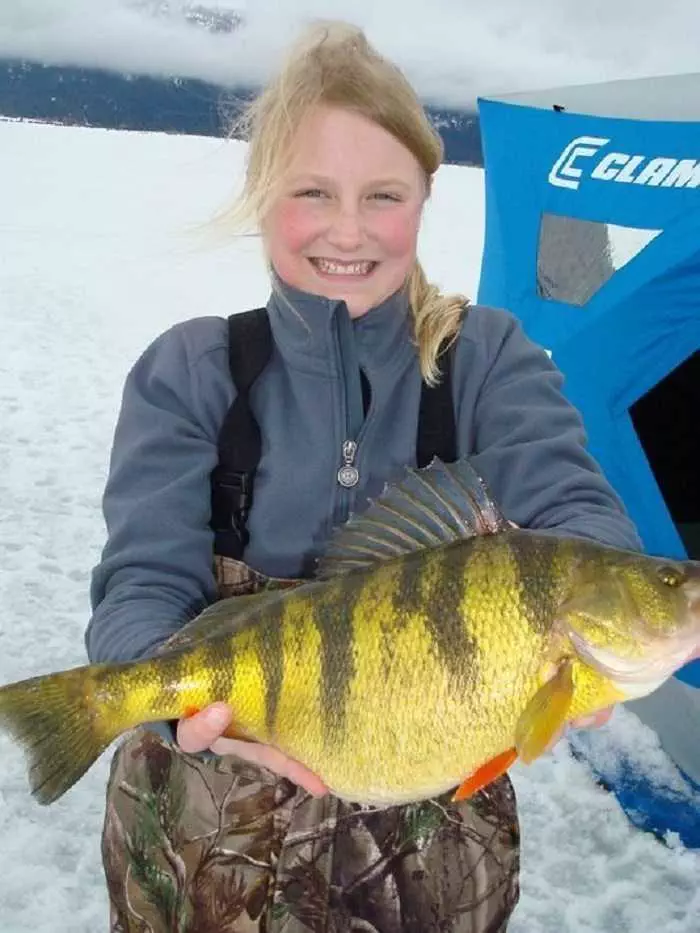 12 Year Old Catches World Record Perch Pictures