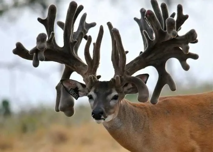 Crazy Big Farm Raised Bucks Pictures 006