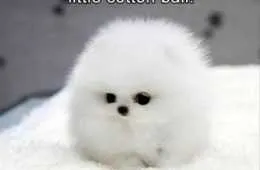 Funny Animal Pics That Will Make You Smile 5005