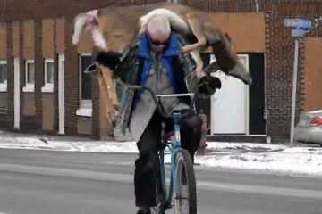 Guy Carries His Deer To The Butcher On His Bicycle Video Featured