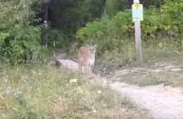 Guy Comes Face To Face With A Mountain Lion Featured