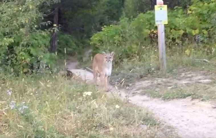 Guy Comes Face To Face With A Mountain Lion Featured