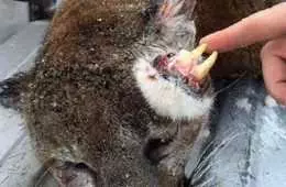 Idaho Hunter Harvests An Oddly Deformed Mountain Lion Featured