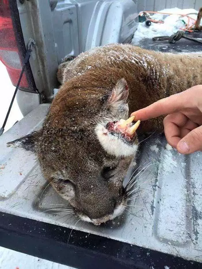 Idaho Hunter Harvests An Oddly Deformed Mountain Lion Pictures 002