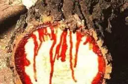 Bloodwood Tree Pictures