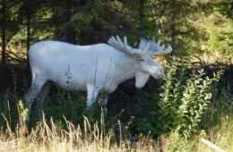 All White Albino Bull Moose Featured