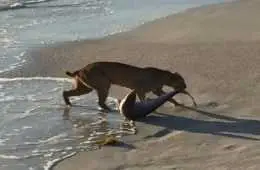Florida Bobcat Catches A Shark