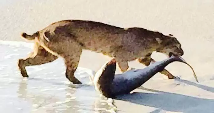 Florida Bobcat Catches A Shark Pictures 003
