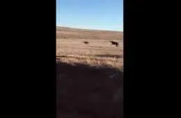 Got Coyotes Get Some Greyhounds  Greyhounds Run Down A Coyote Video Featured