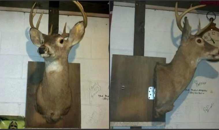 How Build A Hidden Compartment Into Your Deer Shoulder Mount Featured