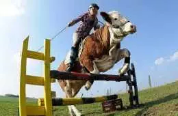 Meet Luna The Show Jumping Cow Featured