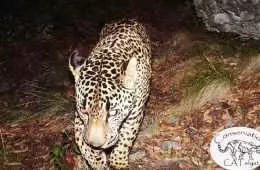 New Video Shows The Only Known Wild Jaguar In The United States Featured