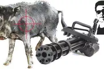 So Is It Ok To Hunt Feral Pigs With A Minigun Video Featured