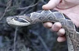 Watch This Guy Make Amazing Wooden Rattlesnake Walking Canes Featured