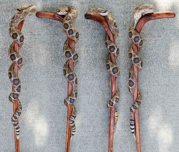 Watch This Guy Make Amazing Wooden Rattlesnake Walking Canes Pictures