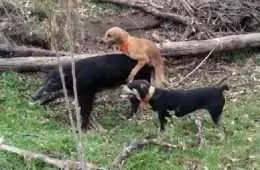 Worst Hunting Dog Ever This Dog Takes A Break To Hump A Hog Featured 2
