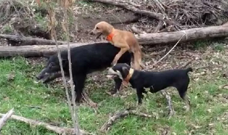 Worst Hunting Dog Ever This Dog Takes A Break To Hump A Hog Featured 2