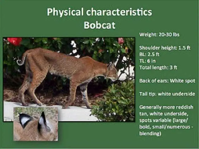 Florida Bobcat Catches A Shark More Pictures