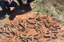 Texas Hunters Find 26 Rattlesnakes Under Their Deer Blind Featured