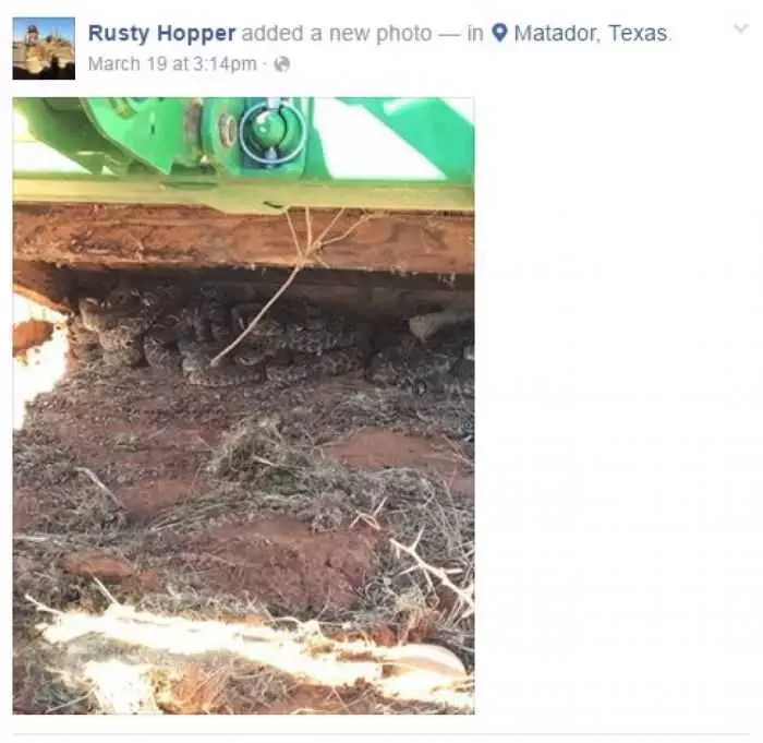 Texas Hunters Find 26 Rattlesnakes Under Their Deer Blind Pictures 001